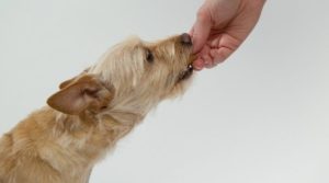 Pozor na to, čím kŕmite svojho psa. Zlá strava môže viesť k jeho úmrtiu