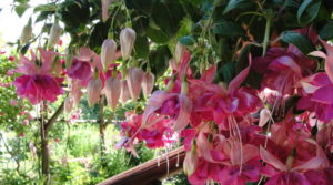 fuchsie