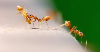 mravenci v kredenci