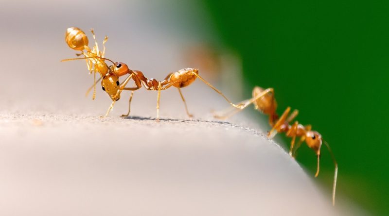 mravenci v kredenci