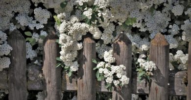 Vyberte vhodný plot pre vašu záhradu