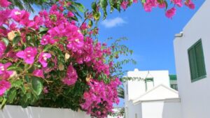 Na Lanzarote si vychutnáte netradične pestované víno. Prečo krajina pripomína Mars?