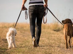 Prechádzka so psom je činnosť, ktorá má relaxačný účinok. Buď ideme so psíkom len tak vypnúť do prírody, zabehať si s ním, alebo ho potrénovať na cvičák. Prechádzka urobí dobre nám aj štvornohému kamarátovi, ktorého nielen, že vyvenčíte, ale aj s ním ste chvíľku inde ako doma. Tam to obaja predsa dobre poznáte. Taká prechádzka so psom však môže byť aj cvičná hodinka, kedy psíka naučíte novým povelom. Preto sa na prechádzku poriadne vybavte, nikdy neviete, ako dlho na prechádzke budete. Chovateľských potrieb máte doma určite habadej. Do tašky však zbaľte len to najdôležitejšie, čo by ste mohli na prechádzke využiť. Čo by teda v taške malo byť? Vodítko Aj keď idete len na poľnú cestu za dom, kadiaľ obvykle neprejde ani noha, je dobré mať pri sebe vodítko. Môže sa stať, že narazíte na zatúlaného psa, divokú zver, alebo na iného psíčkara. Skrátka a dobre, vodítko je dobré mať vždy po ruke, aj keď máte psíka vycvičeného a počúva na slovo. Môže sa stať všeličo. Bez vodítka na prechádzku nechoďte. Vodítko je predĺžená ruka majiteľa psa, je len na vás, aké bude dlhé. Ak chcete psíka pri prechádzke cvičiť, majte pri sebe kratšie vodítko, kde nie je taká veľká vôľa. Maškrtník Oplatí sa pri sebe mať aj maškrtník, čo je taštička do ktorej sa zmestí plno užitočných vecí. Napríklad v ňom môžeme nosiť hračku, kľúče, vrecká na psie exkrementy, av neposlednom rade maškrty. Tie sa nám skvele hodia ako odmena, ak chceme so psíkom potrénovať pár povelov. Hračka pre psa Hračka v podobe kocky alebo hračka iného tvaru sa vždy hodí. Psíka často prechádzka nebaví, preto je dobré, keď pri sebe budete mať hračku, s ktorou budete môcť aportovať. Nie každý psík sa nadchne pre obyčajný klacík, farebné hračky idú navyše dobre vidieť, teda sa v tráve len tak nestratí a psík ich vždy zaregistruje.